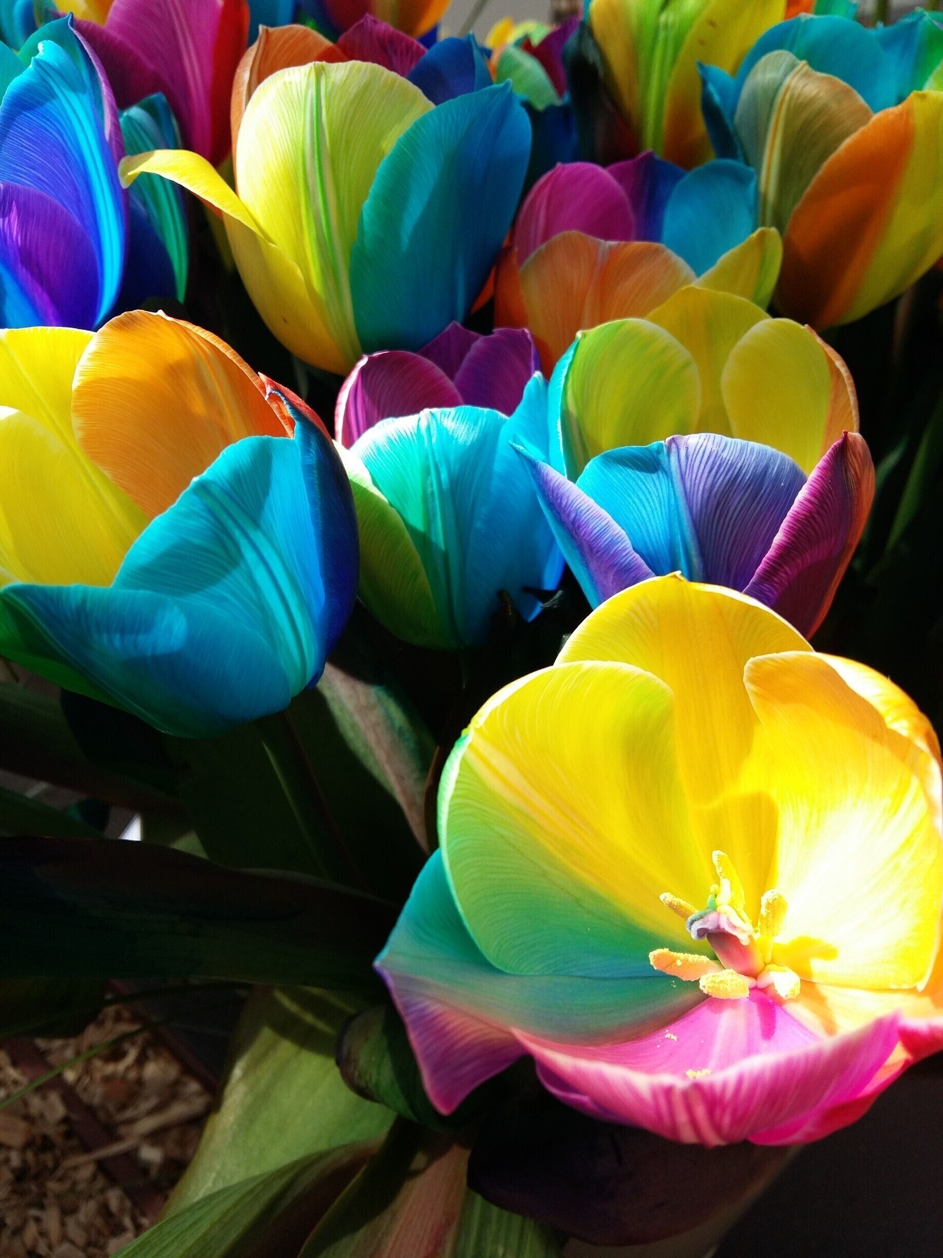 Something you can't see very often, a rainbow blooming tulips....
#LifeAtExpedia #holland #spring #keukenhof