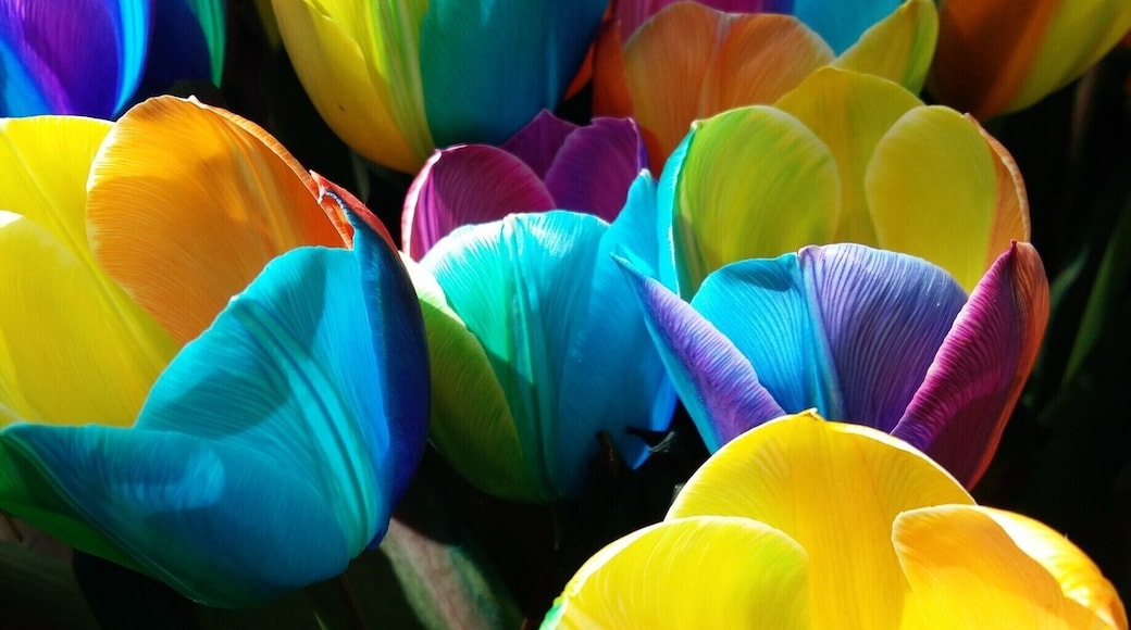Something you can't see very often, a rainbow blooming tulips....
#LifeAtExpedia #holland #spring #keukenhof