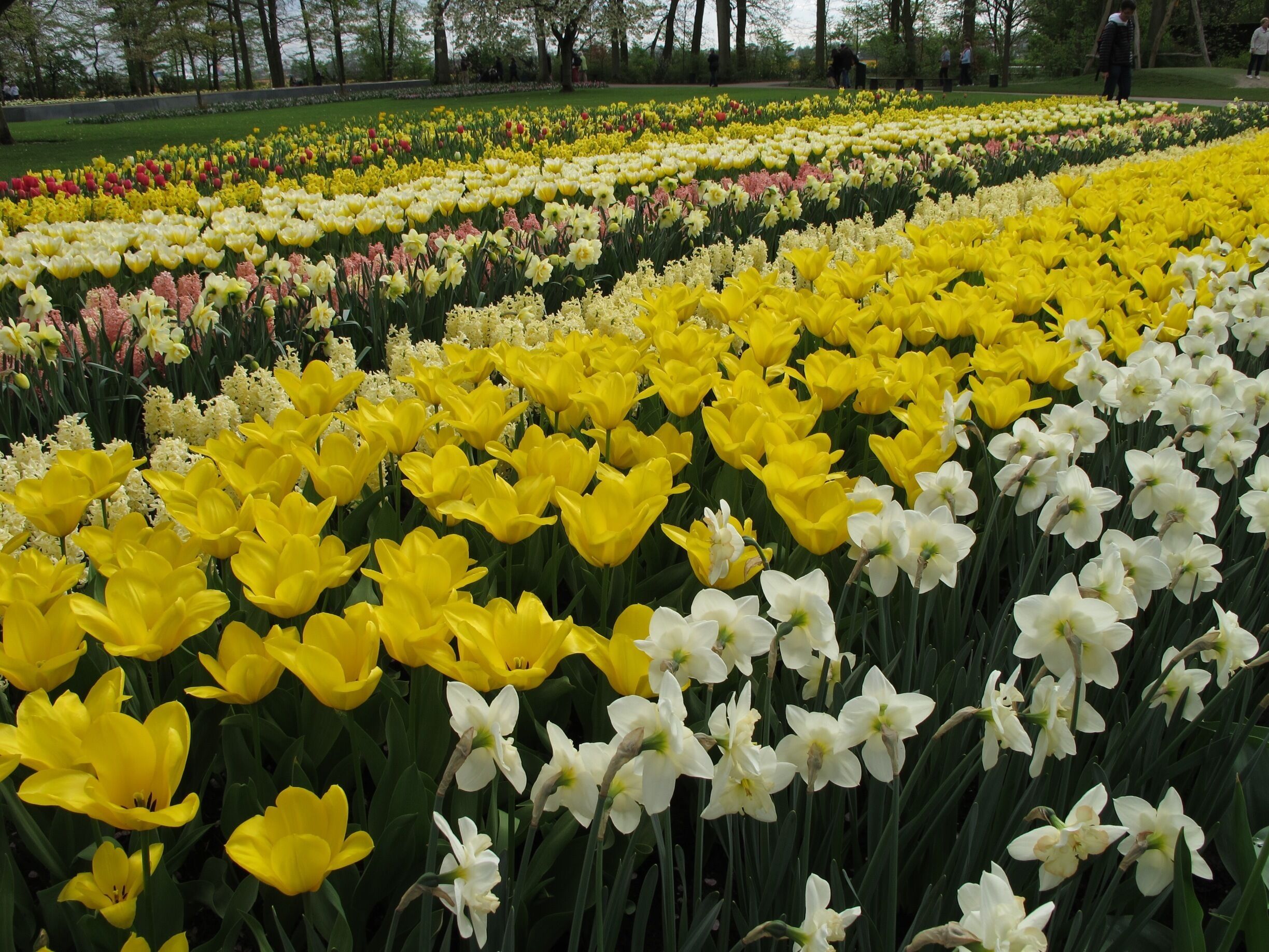 More different kinds of Tulips than I ever imagined.