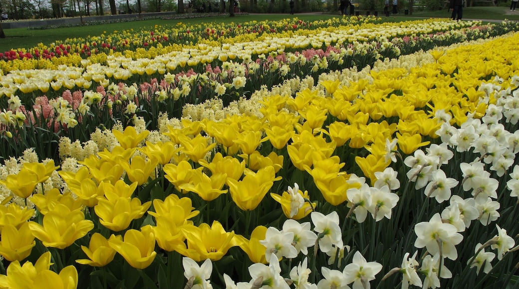 More different kinds of Tulips than I ever imagined.