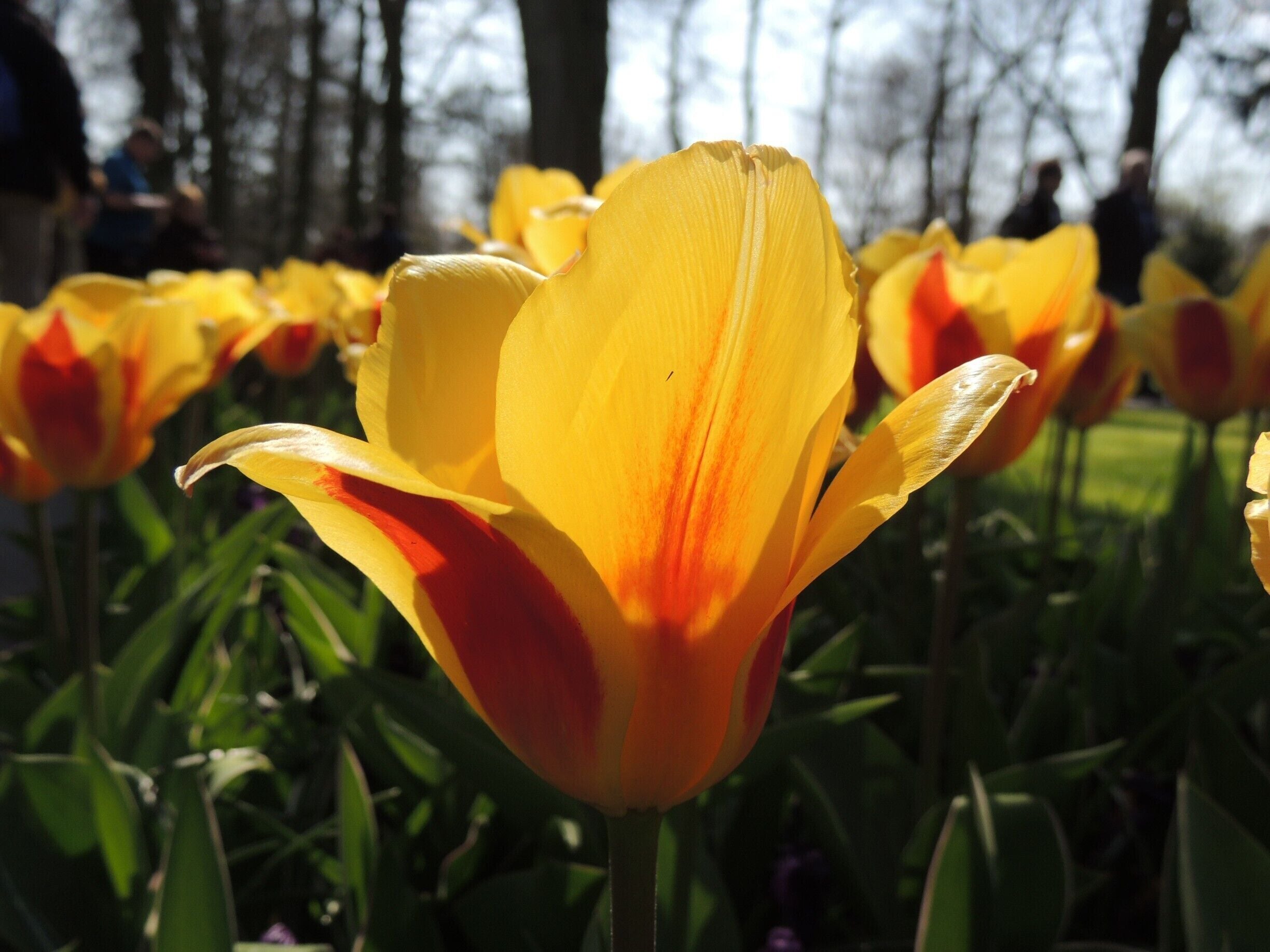 This tulip, the Caroussel, was just one of 800 varieties growing in Holland’s famous Keukenhof Gardens.  The gardens were a photographer’s dream, the place sublimely beautiful and serene, not to mention colorful.    

Before my visit to the Netherlands, I had no idea the regal tulip, synonymous with the province of Holland, was behind the first major financial bubble in history.  Known as Tulip Mania, the Dutch went gaga over the prized Semper Augustus tulip with its midnight-blue petals topped by a band of pure white and accented with crimson flares.  As the story goes, circa 1624, the price offered a merchant in possession of this unique flower exceeded the annual income of a skilled worker.  

Tulip Mania peaked before the crash in the winter of 1636-37 when a rare Violetten Admirael van Enkhuizen tulip bulb sold for 53,000 guilders, the currency for the Netherlands from the 17th century to 2002. 

See more of my visit at Keukenhof Gardens via my blog at http://www.aplacecalledroam.com/home/let-yourself-go-in-hollands-keukenhof-gardens .
