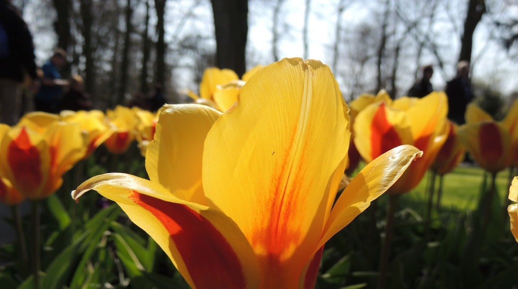 This tulip, the Caroussel, was just one of 800 varieties growing in Hollandâs famous Keukenhof Gardens. The gardens were a photographerâs dream, the place sublimely beautiful and serene, not to mention colorful.
Before my visit to the Netherlands, I had no idea the regal tulip, synonymous with the province of Holland, was behind the first major financial bubble in history. Known as Tulip Mania, the Dutch went gaga over the prized Semper Augustus tulip with its midnight-blue petals topped by a band of pure white and accented with crimson flares. As the story goes, circa 1624, the price offered a merchant in possession of this unique flower exceeded the annual income of a skilled worker.
Tulip Mania peaked before the crash in the winter of 1636-37 when a rare Violetten Admirael van Enkhuizen tulip bulb sold for 53,000 guilders, the currency for the Netherlands from the 17th century to 2002.
See more of my visit at Keukenhof Gardens via my blog at http://www.aplacecalledroam.com/home/let-yourself-go-in-hollands-keukenhof-gardens .