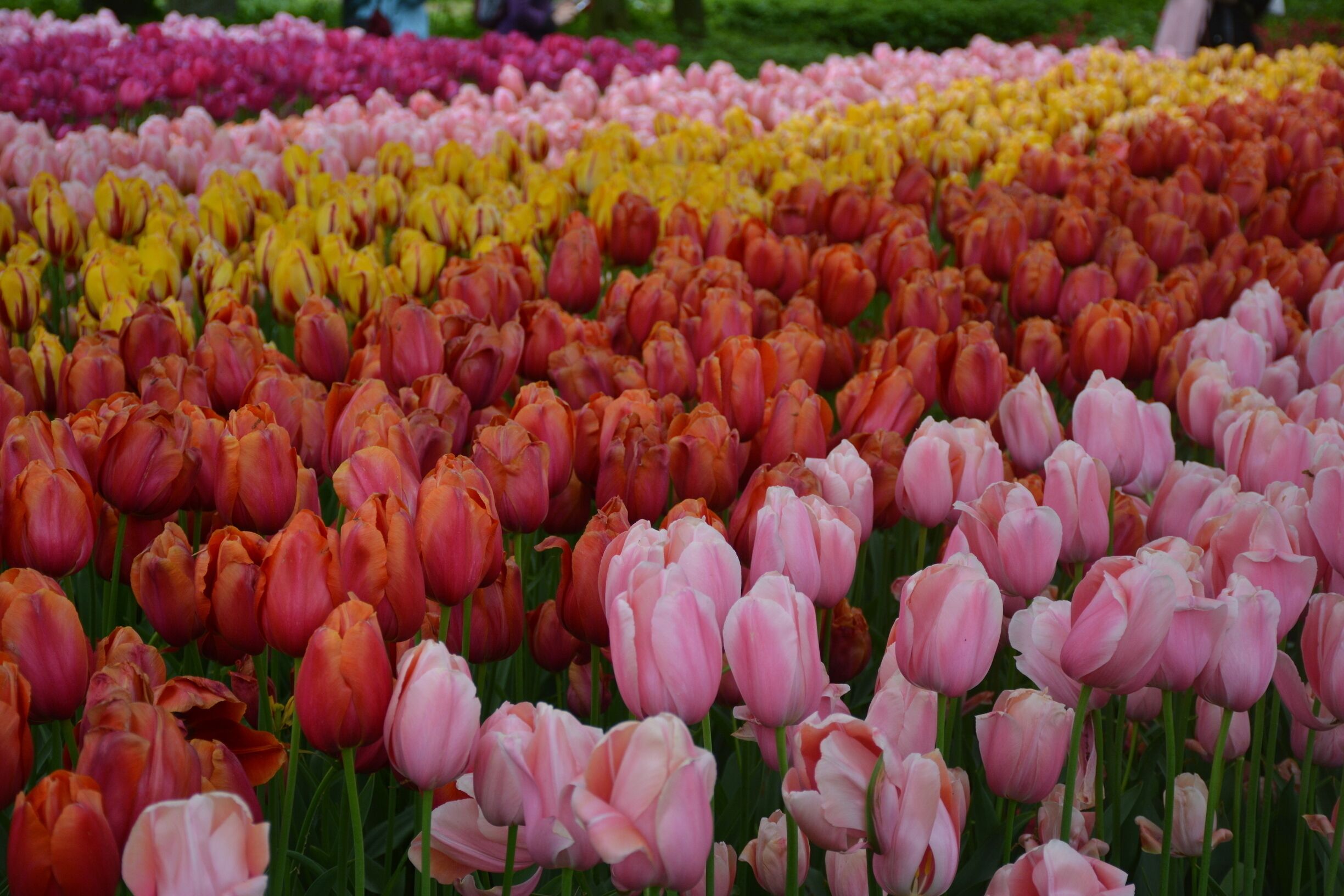 Famous Flower Garden Tulips are majestic here Colours shapes and varieties best in the glove