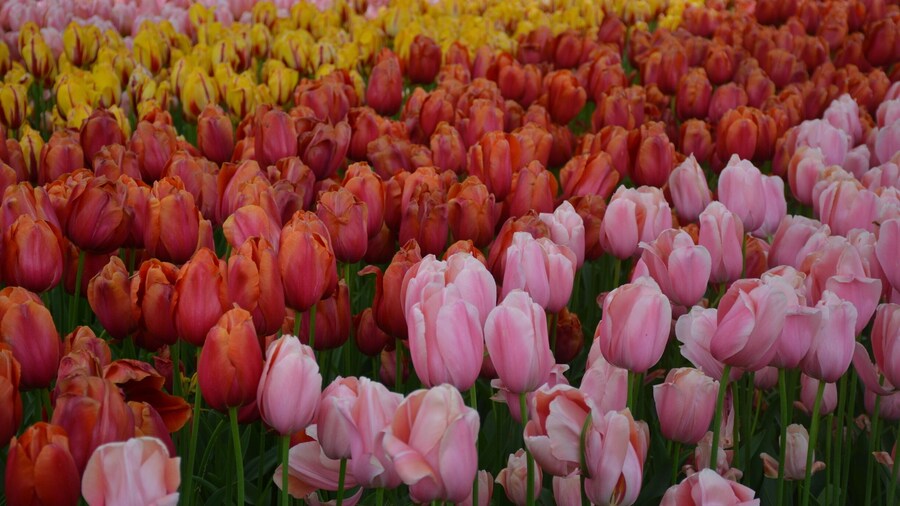 Famous Flower Garden Tulips are majestic here Colours shapes and varieties best in the glove
