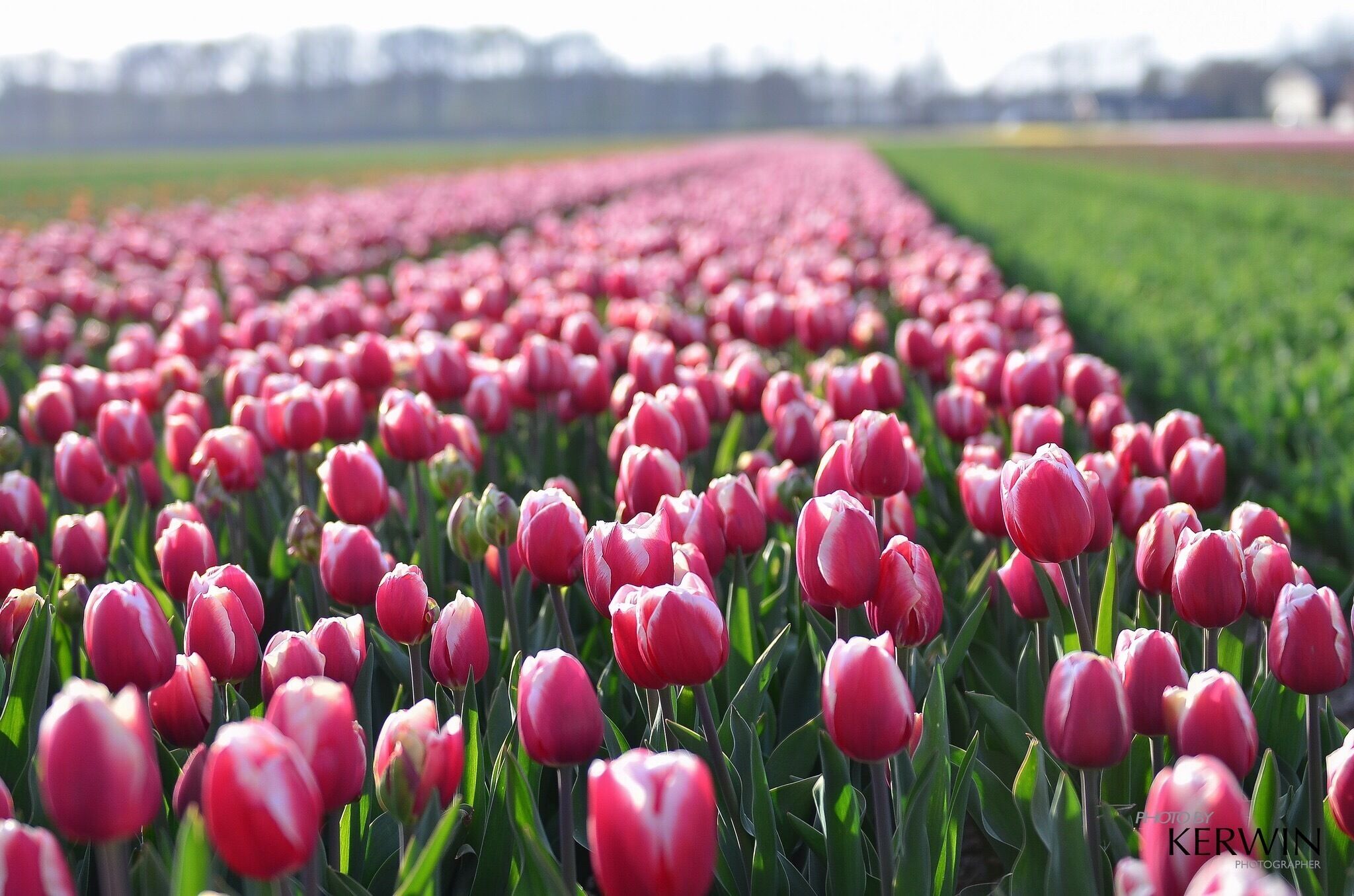 Tulips field