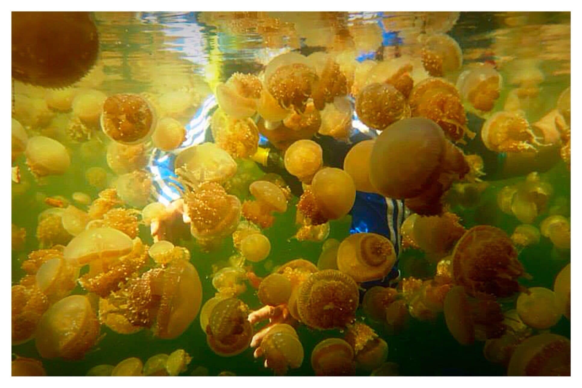 Up Close & Personal with The Stingless Jellyfish 🐙🐙🐙