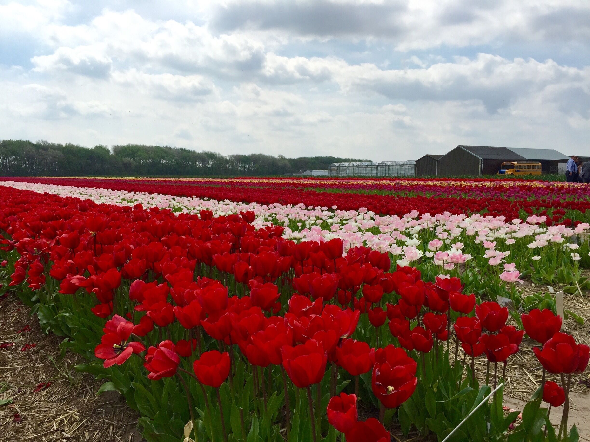 A tulip field with rows of red and pink flowers.