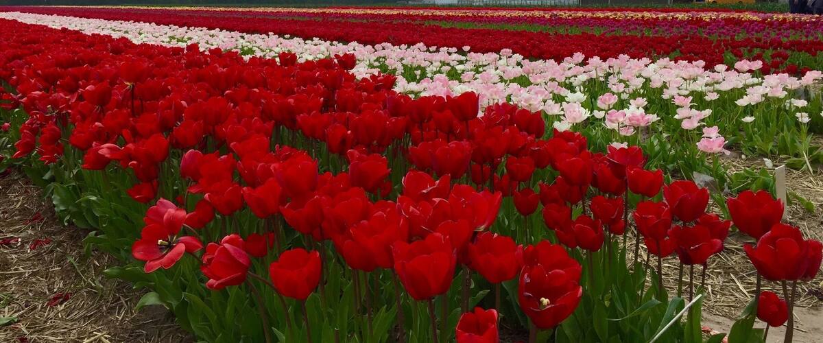 A tulip field with rows of red and pink flowers.