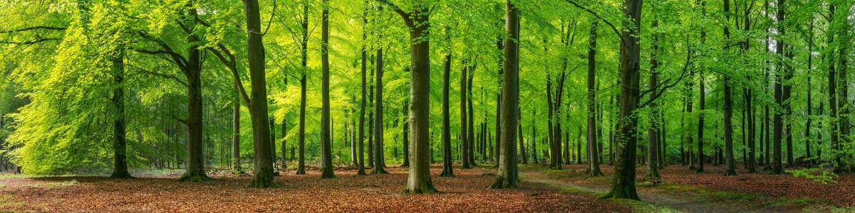 bright green springtime in a beech forest, Epe, Veluwe, Gelderland, The Netherlands