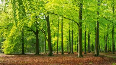 bright green springtime in a beech forest, Epe, Veluwe, Gelderland, The Netherlands
