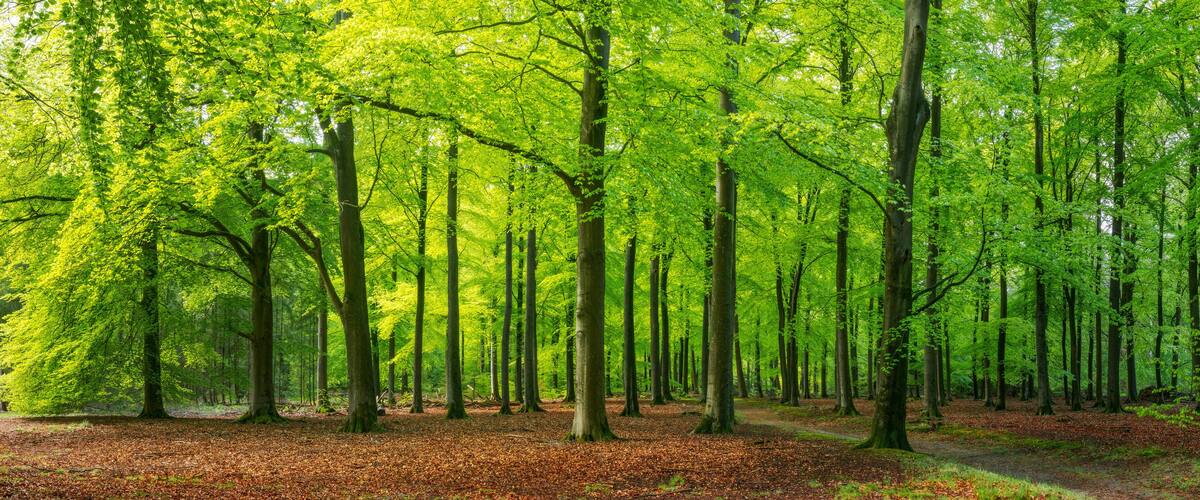 A dense forest with tall trees and a ground covered in fallen leaves.