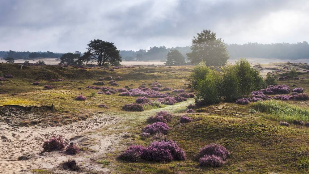 A coastal landscape with purple heather, a sandy path, and a backdrop of trees and fog.