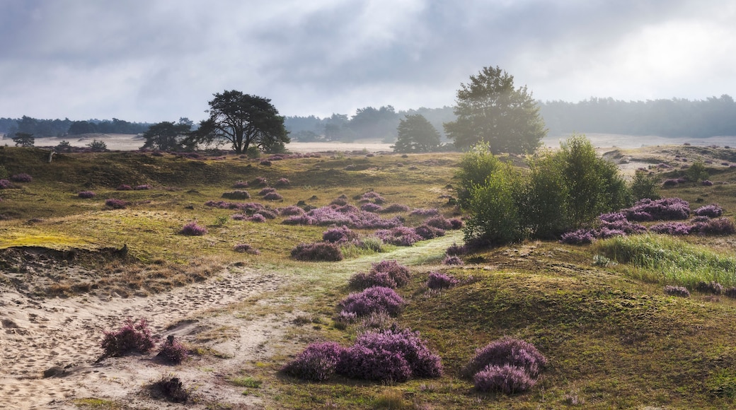 Eine Küstenlandschaft mit violetten Heidekräutern, einem sandigen Pfad und Bäumen sowie Nebel im Hintergrund.