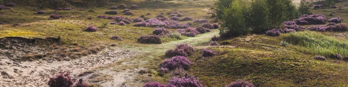 A coastal landscape with purple heather, a sandy path, and a backdrop of trees and fog.