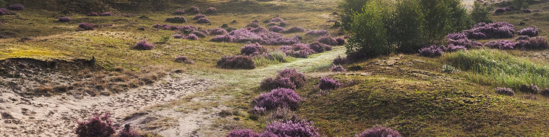 A coastal landscape with purple heather, a sandy path, and a backdrop of trees and fog.