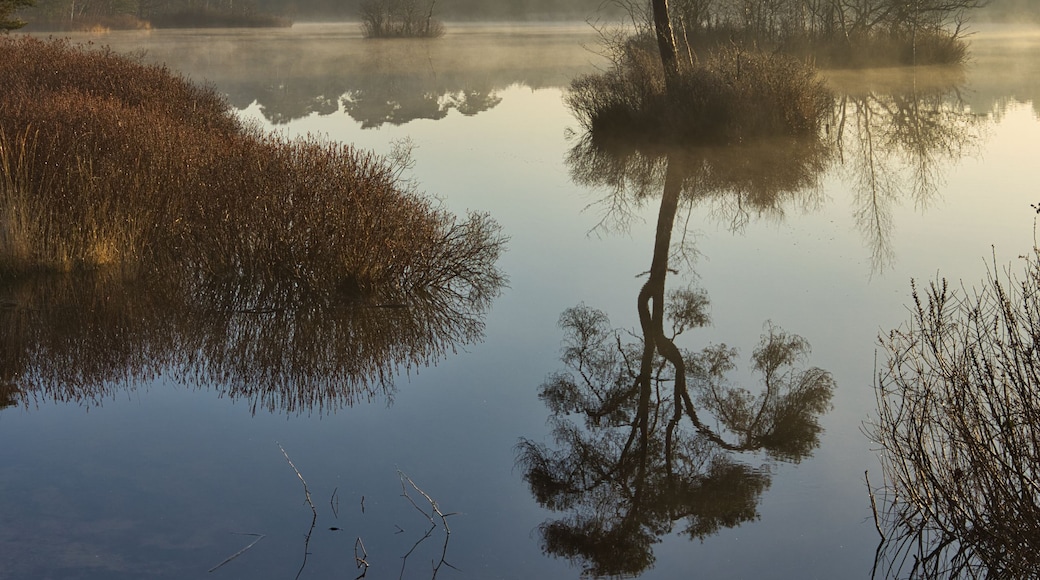 Uma árvore isolada refletida em águas calmas, rodeada por uma zona húmida e um céu claro.