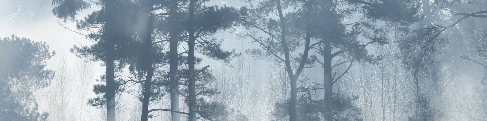 What better to shoot a photo like this at the middle of the day! #lazy. Had just perfect conditions with the sun heating up the frost. Loved it!
