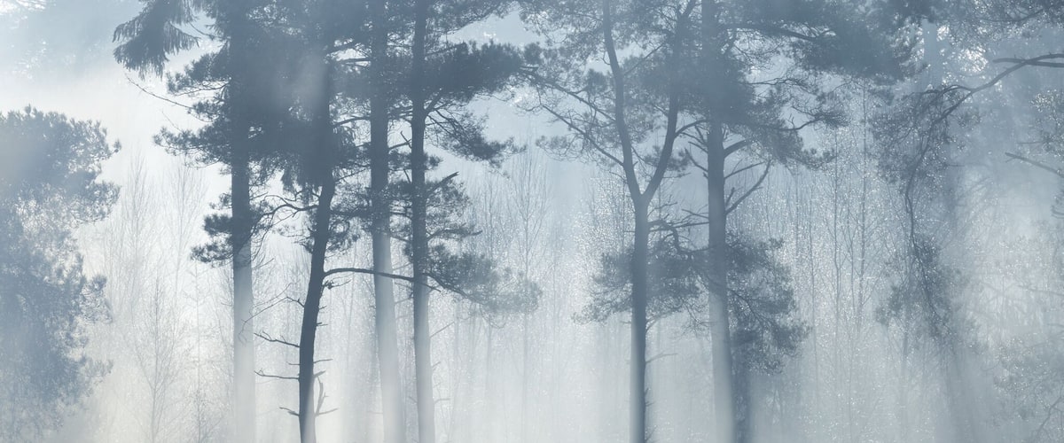 A forest with tall trees and a misty atmosphere.