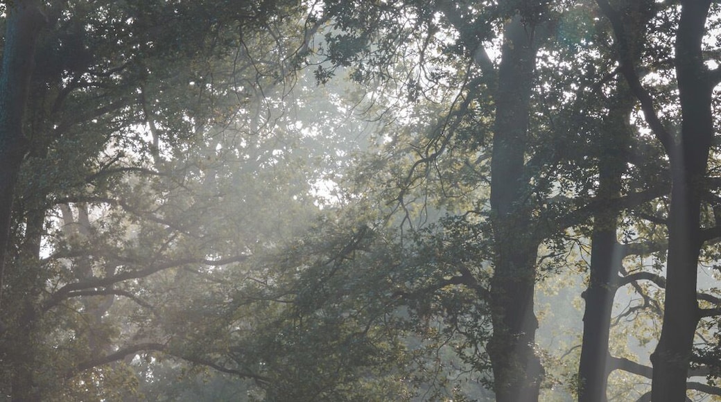 Be sure to be here early when there is still some fog! This picture was taken close to Boshuis Venkraai.