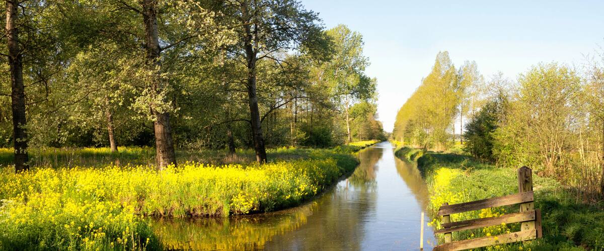 A narrow waterway flanked by lush greenery and yellow flowers, with a wooden fence on the right.