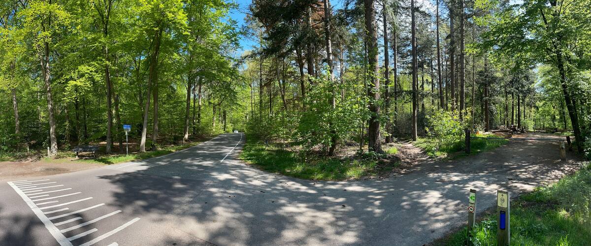 A forested road with a pedestrian path, a bench, and a signpost.