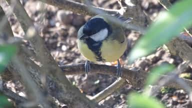 They have so much fun in our garden this year.