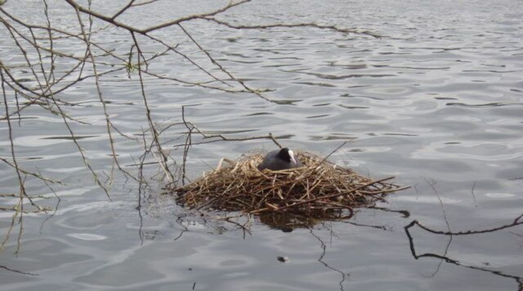 Nesting coot, Danson Park Lake, Bexley, Kent. Coots often nest on a raft as here, but usually away from human gaze.