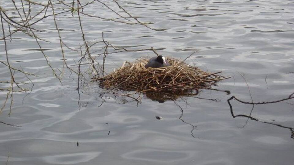A nest in a body of water with branches overhead.