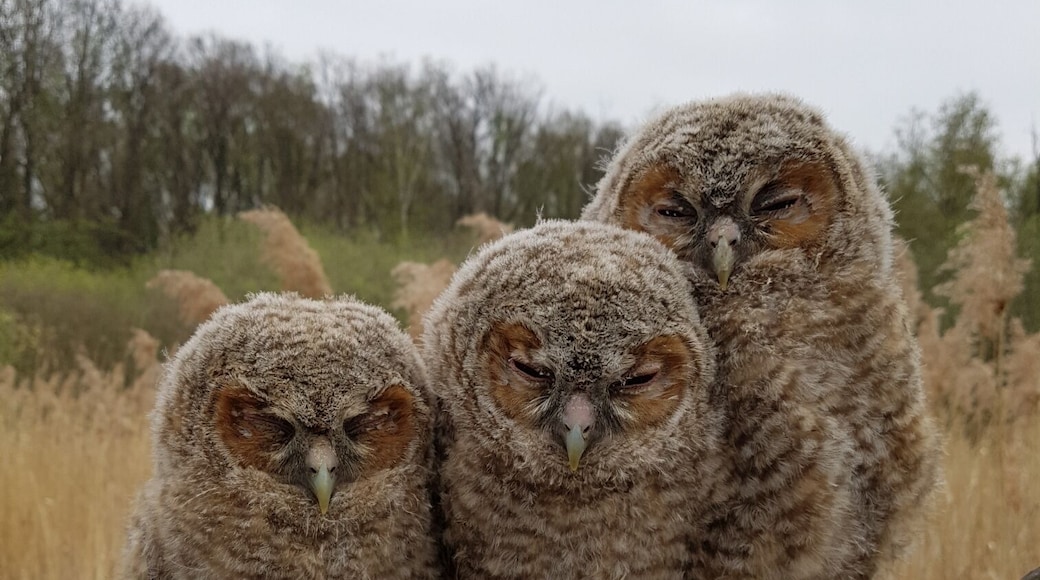 At first I saw a glimps of these Tawny owls. Walking in to the field I was able to take a picture of all three of them without disturbing them.