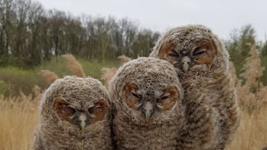 At first I saw a glimps of these Tawny owls. Walking in to the field I was able to take a picture of all three of them without disturbing them.