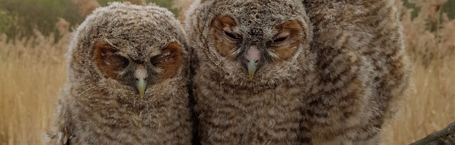 At first I saw a glimps of these Tawny owls. Walking in to the field I was able to take a picture of all three of them without disturbing them.