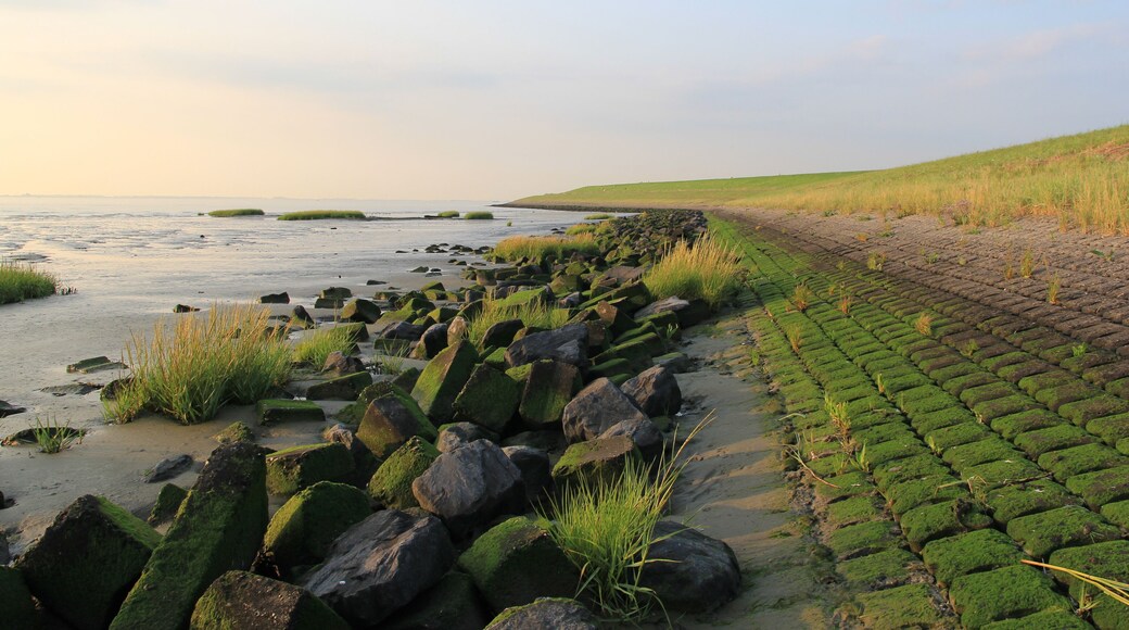 a dutch coast landscape of the westerschelde sea in zeeland with stones and green algae at the seawall next to the tidal mudflat of the salt marsh