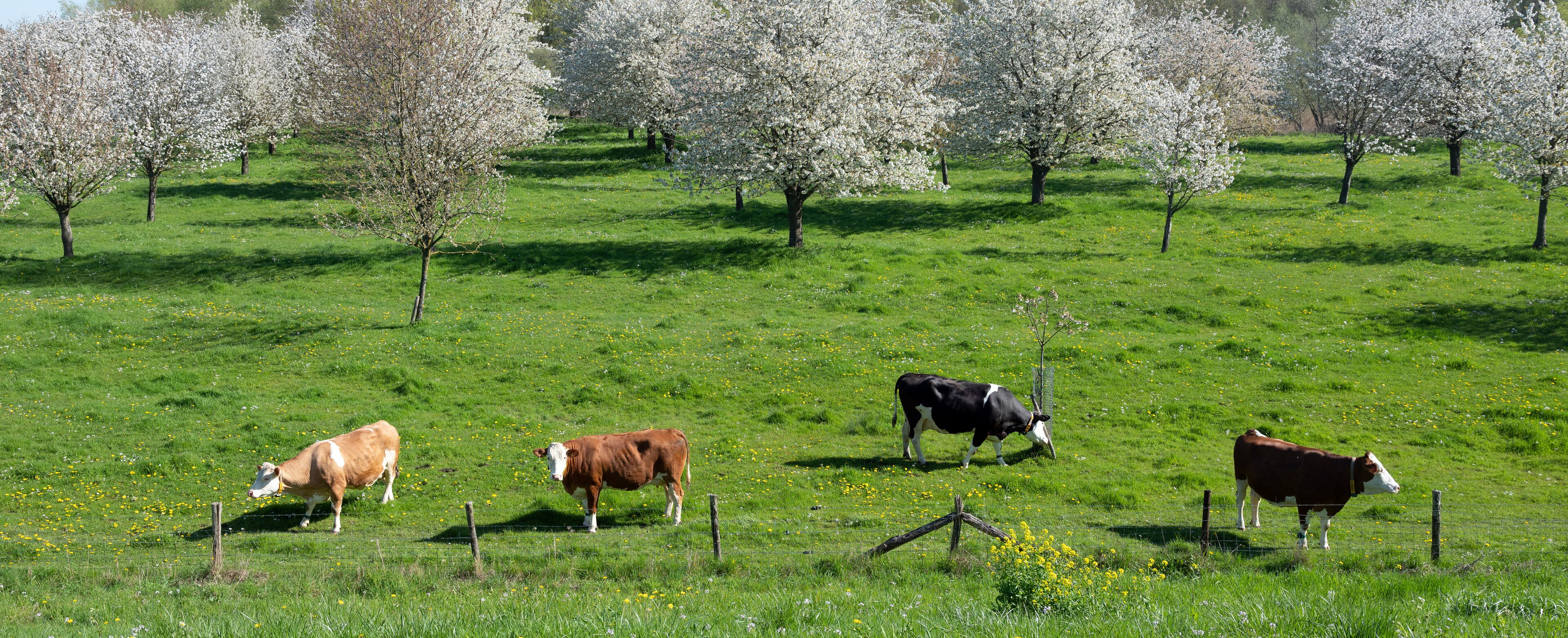 spotted cows in flowering orchard in betuwe near tiel on sunny day in spring