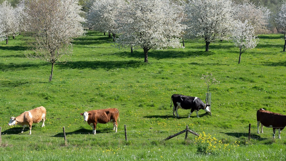 spotted cows in flowering orchard in betuwe near tiel on sunny day in spring