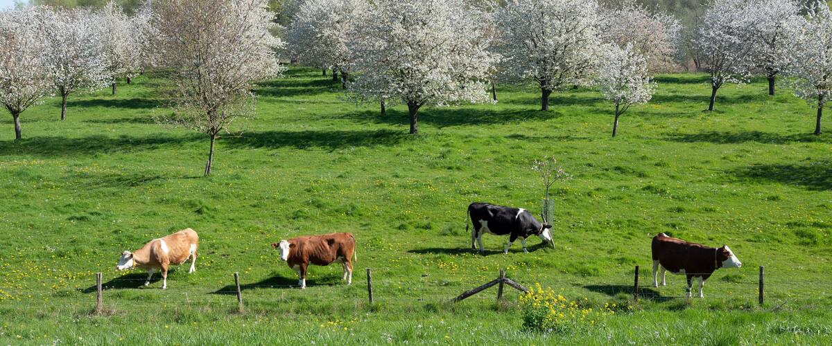 spotted cows in flowering orchard in betuwe near tiel on sunny day in spring