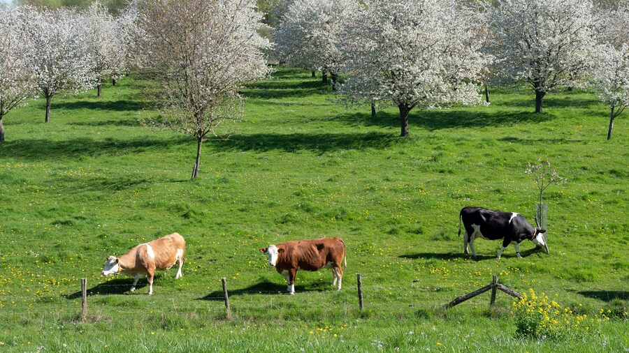 spotted cows in flowering orchard in betuwe near tiel on sunny day in spring