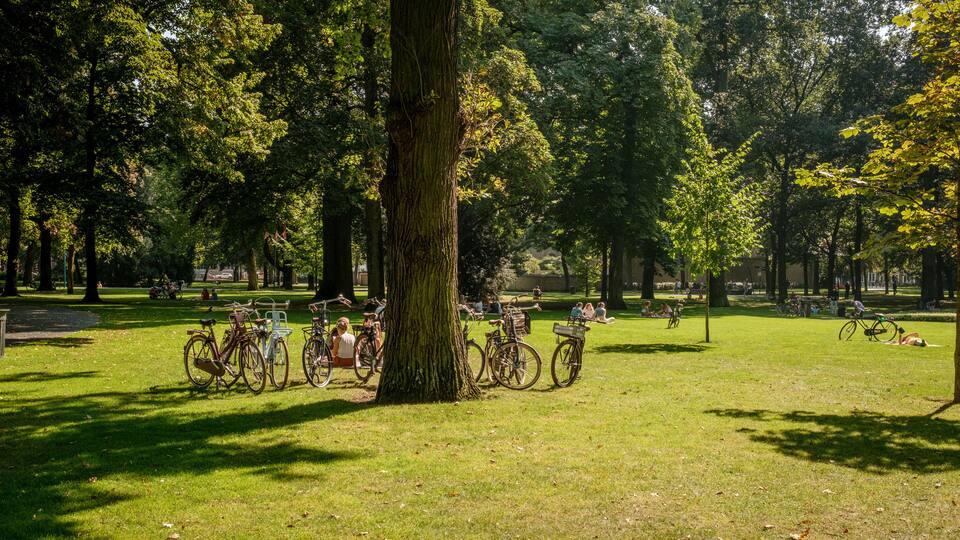 A park with bicycles parked under a large tree, people sitting on benches, and a grassy area.