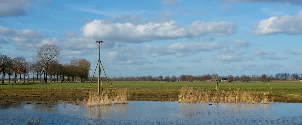 A rural landscape with a pond, trees, and wind turbines in the distance.