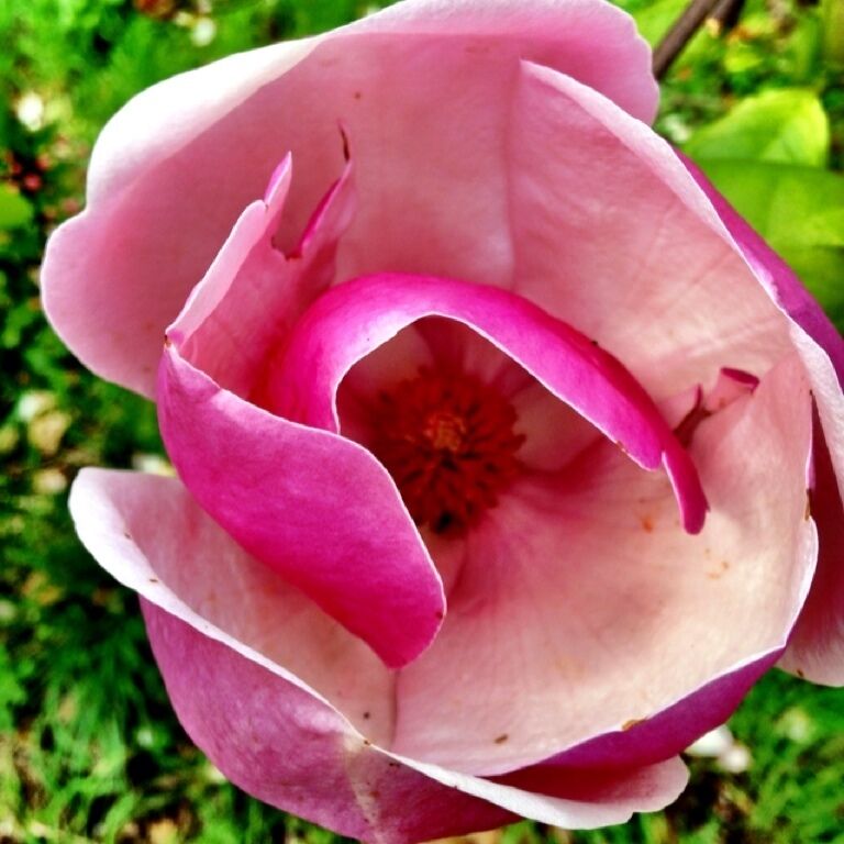 Botanic garden of The university