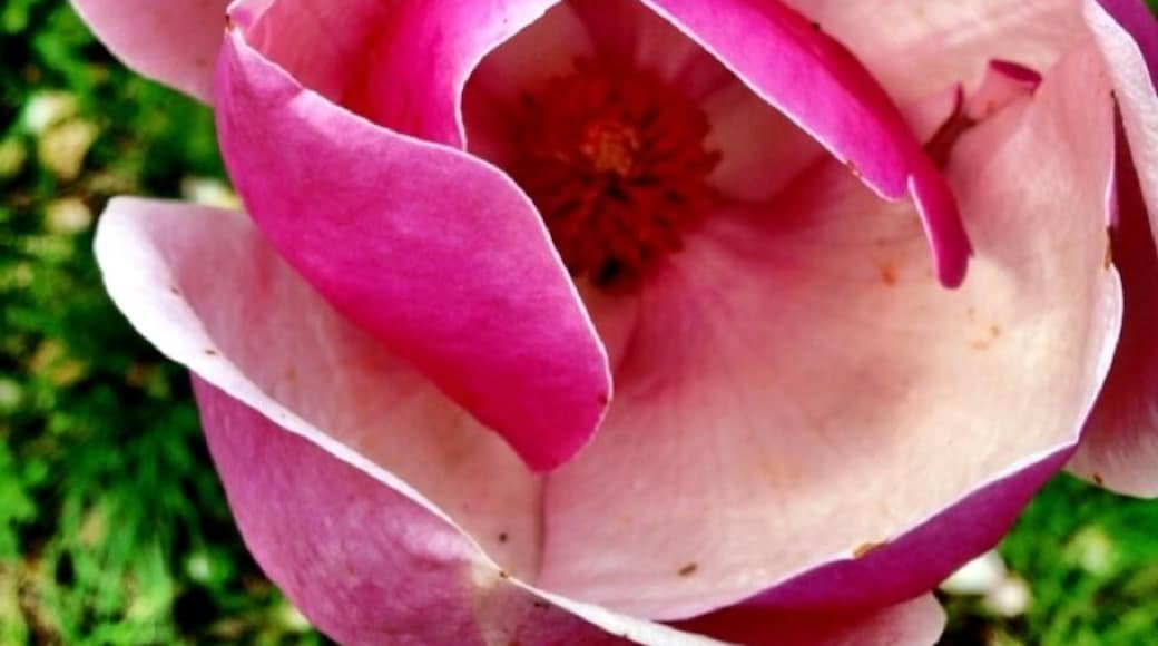 Botanic garden of The university