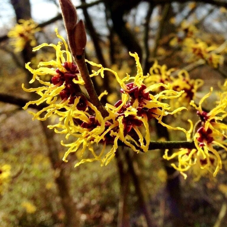 In the botanic garden of the university of WAGENINGEN are a lot of interesting trees. It is a perfect place to take a walk during working time 