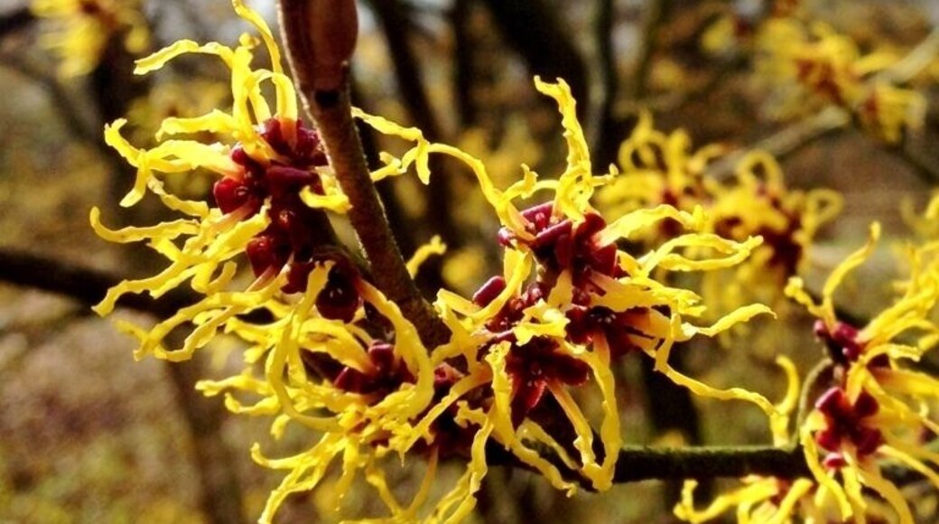In the botanic garden of the university of WAGENINGEN are a lot of interesting trees. It is a perfect place to take a walk during working time