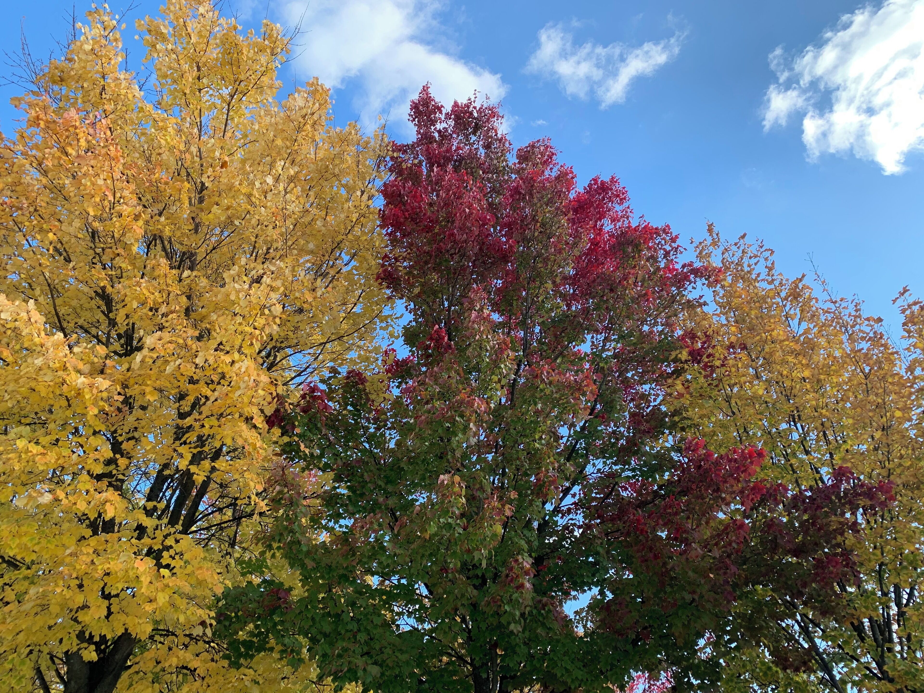 The trees in front of the Bundeskanzleramt in Berlin were all different colors for a week. I spotted them from the window in the Expedia office in Berlin and one afternoon I walked over to take a picture while everyone else took pictures of the government buildings surrounding them. 
#lifeatexpediagroup
#berlin 
#officeviews