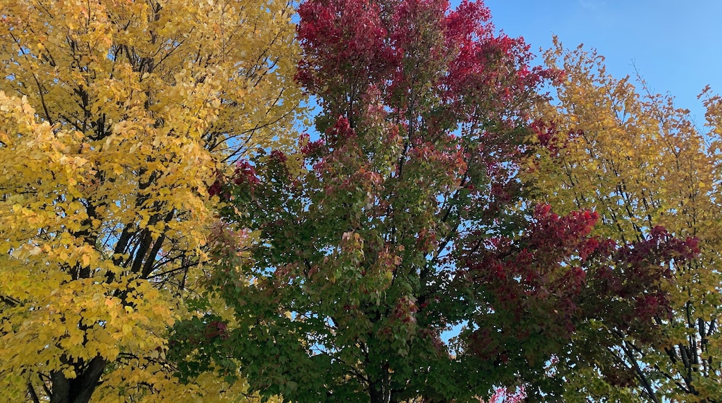 The trees in front of the Bundeskanzleramt in Berlin were all different colors for a week. I spotted them from the window in the Expedia office in Berlin and one afternoon I walked over to take a picture while everyone else took pictures of the government buildings surrounding them.
#lifeatexpediagroup
#berlin
#officeviews