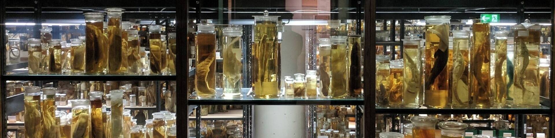 "The wet room". Thousands of fish and snakes with some older than a hundred years.