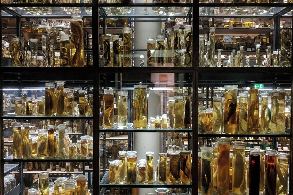 A display of preserved specimens in glass jars on shelves.