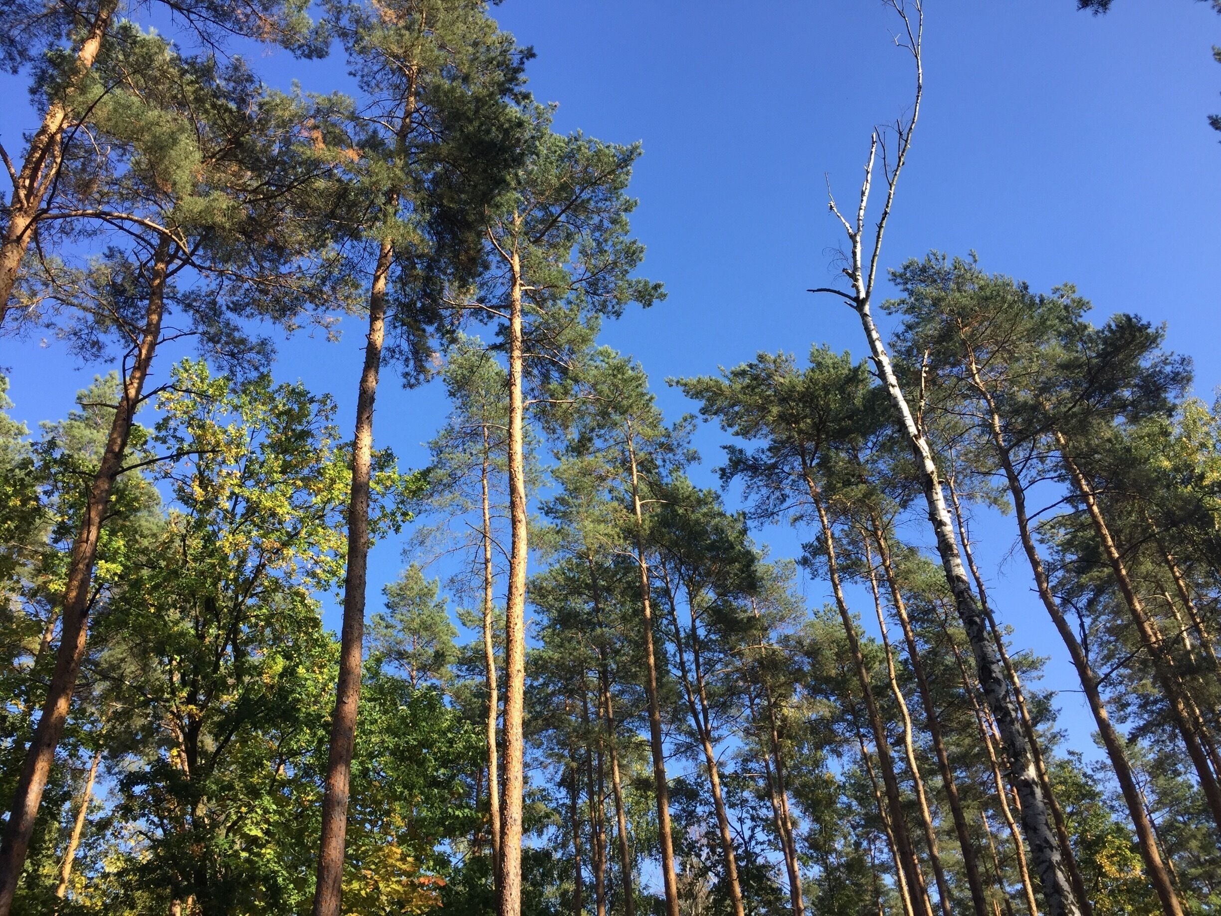 Area surrounding abandoned listening station in #teufelsberg in former West Berlin (#Grunewald). 