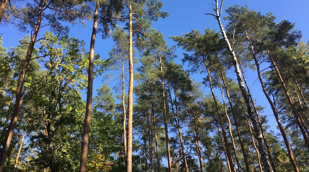 Area surrounding abandoned listening station in #teufelsberg in former West Berlin (#Grunewald).