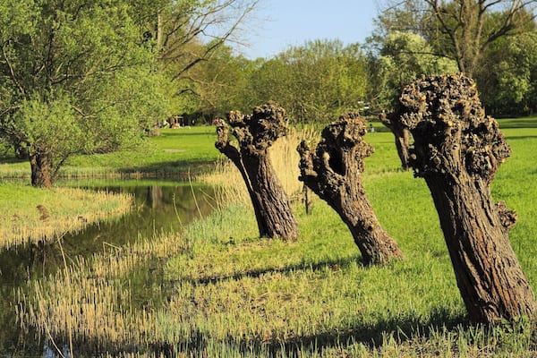 Ein Spaziergang durch den Britzer Garten im Süden Berlins.
A walk through Britzer Garden - an recreational area in the south of Berlin.