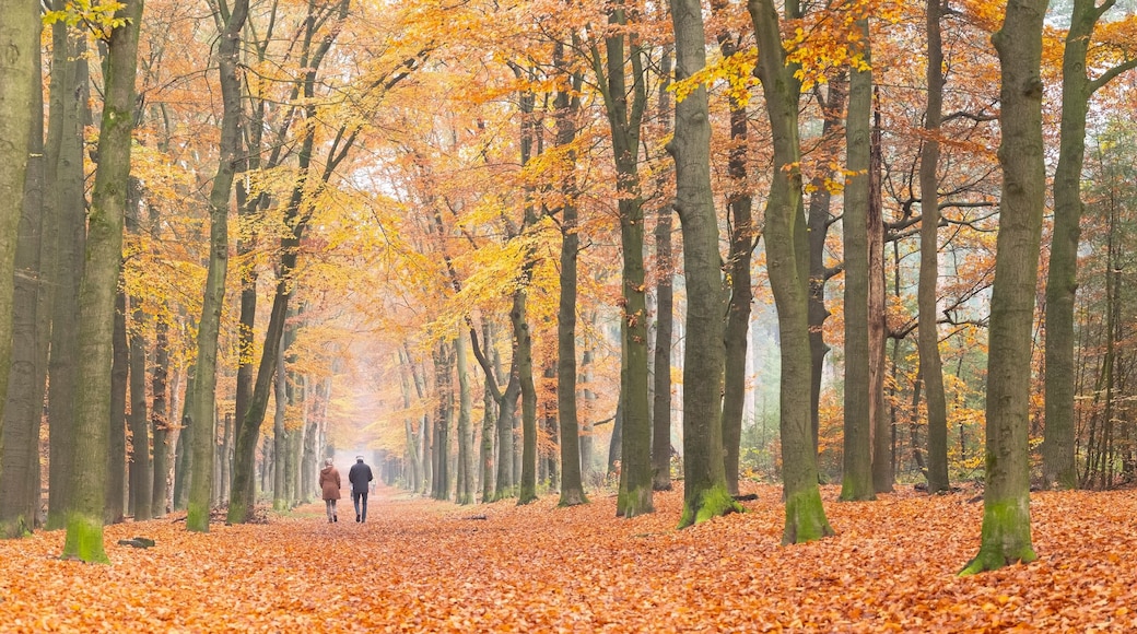 couple walks in autumnal forest near zeist in holland